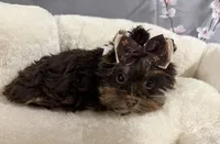 Mimi, a female Yorkshire Terrier for sale in Clarksdale, MO – Photo 2 of 2