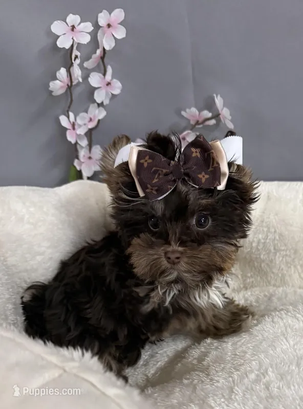 Mimi – Yorkshire Terrier puppy for sale in Clarksdale, MO