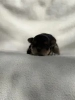 Penelope , a female Yorkshire Terrier for sale in Chunchula, AL – Photo 2 of 6