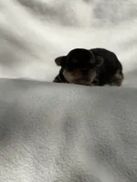 Penelope , a female Yorkshire Terrier for sale in Chunchula, AL – Photo 4 of 6