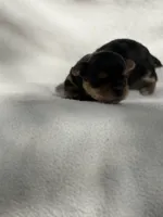 Penelope , a female Yorkshire Terrier for sale in Chunchula, AL – Photo 6 of 6