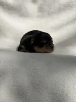 Penelope , a female Yorkshire Terrier for sale in Chunchula, AL – Photo 3 of 6