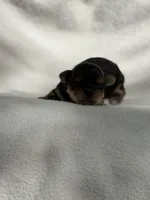 Penelope , a female Yorkshire Terrier for sale in Chunchula, AL – Photo 5 of 6