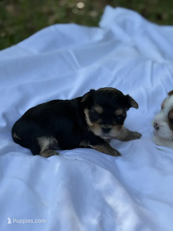 Penelope  – Yorkshire Terrier puppy for sale in Chunchula, AL