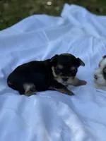 Penelope , a female Yorkshire Terrier for sale in Chunchula, AL – Photo 1 of 6