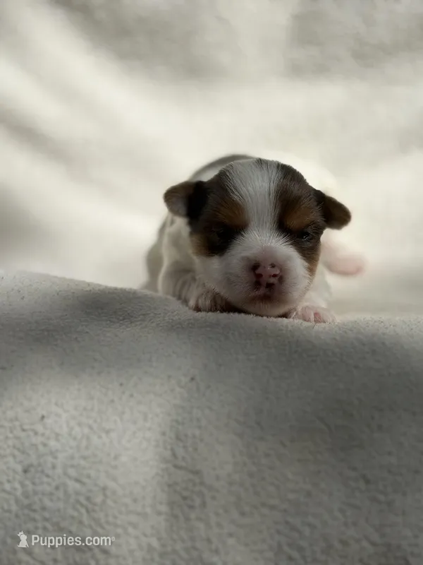 Collin Bridgerton  – Yorkshire Terrier puppy for sale in Chunchula, AL