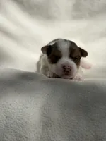 Collin Bridgerton , a male Yorkshire Terrier for sale in Chunchula, AL – Photo 1 of 3