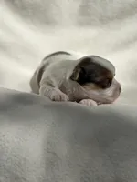 Collin Bridgerton , a male Yorkshire Terrier for sale in Chunchula, AL – Photo 2 of 3