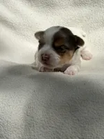 Collin Bridgerton , a male Yorkshire Terrier for sale in Chunchula, AL – Photo 3 of 3