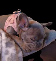 Precious Clara Bell, a female French Bulldog for sale in Texarkana, TX – 2 of 7