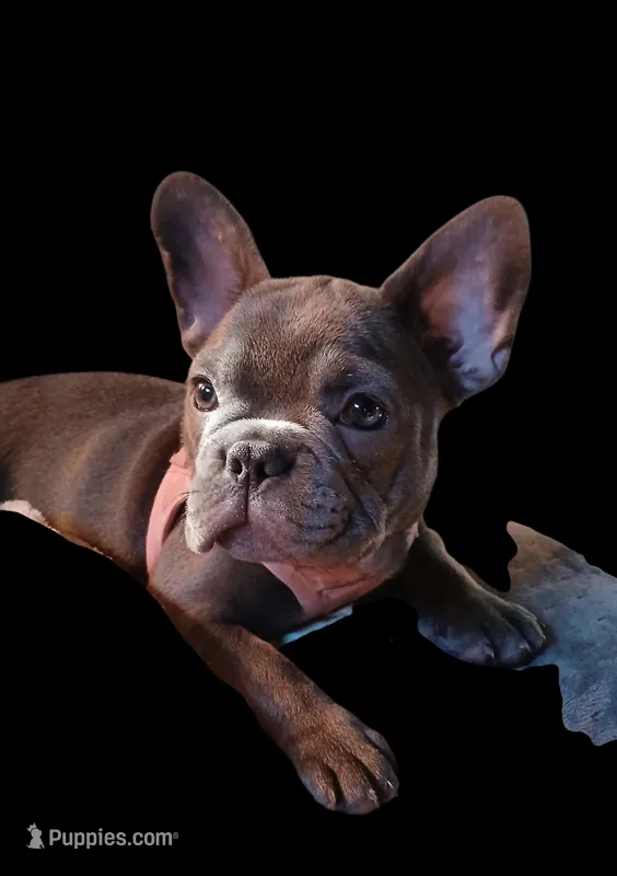 Precious Clara Bell – French Bulldog puppy for sale in Texarkana, TX
