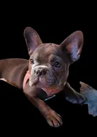 Precious Clara Bell, a female French Bulldog for sale in Texarkana, TX – 1 of 7