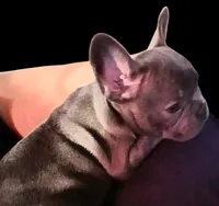 Precious Clara Bell, a female French Bulldog for sale in Texarkana, TX – Photo 4 of 5