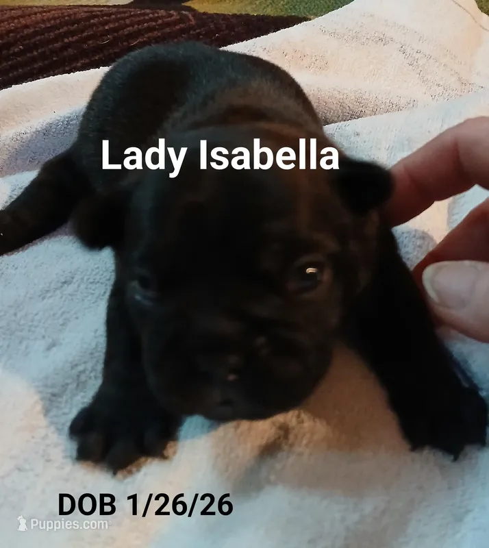 Lady Isabella 