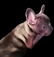 Precious Clara Bell, a female French Bulldog for sale in Texarkana, TX – Photo 3 of 5