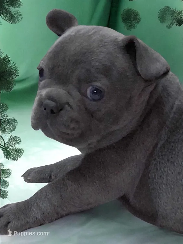 Lady Isabella  – French Bulldog puppy for sale in Texarkana, TX