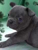 Precious Clara Bell, a female French Bulldog for sale in Texarkana, TX – Photo 2 of 5