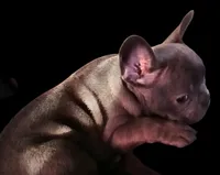 Precious Clara Bell, a female French Bulldog for sale in Texarkana, TX – Photo 5 of 5