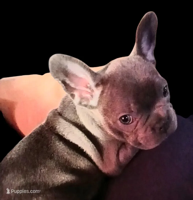Precious Clara Bell – French Bulldog puppy for sale in Texarkana, TX