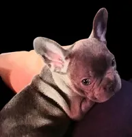 Precious Clara Bell, a female French Bulldog for sale in Texarkana, TX – Photo 1 of 5