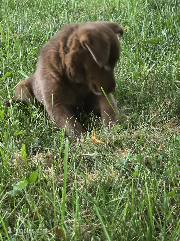 Mya – Siberian Husky, Labrador Retriever puppy for sale in Ankeny, IA