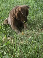 Mya, a female Siberian Husky and Labrador Retriever for sale in Ankeny, IA – 2 of 2