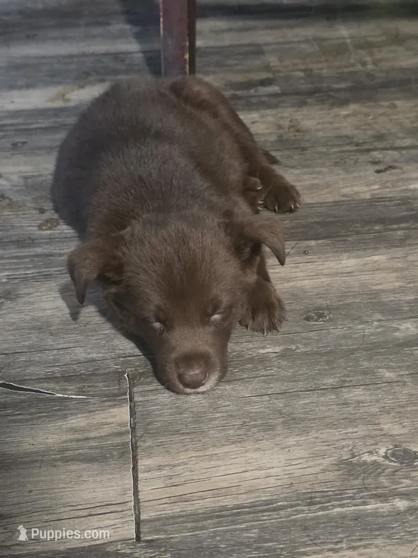 Mya – Siberian Husky, Labrador Retriever puppy for sale in Ankeny, IA