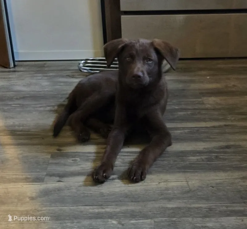 Lala – Siberian Husky, Labrador Retriever puppy for sale in Ankeny, IA