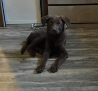 Lala, a female Siberian Husky and Labrador Retriever for sale in Ankeny, IA – 1 of 4