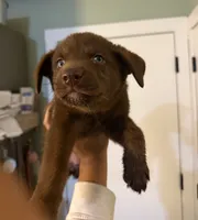 Lexi, a female Siberian Husky and Labrador Retriever for sale in Ankeny, IA – 1 of 1