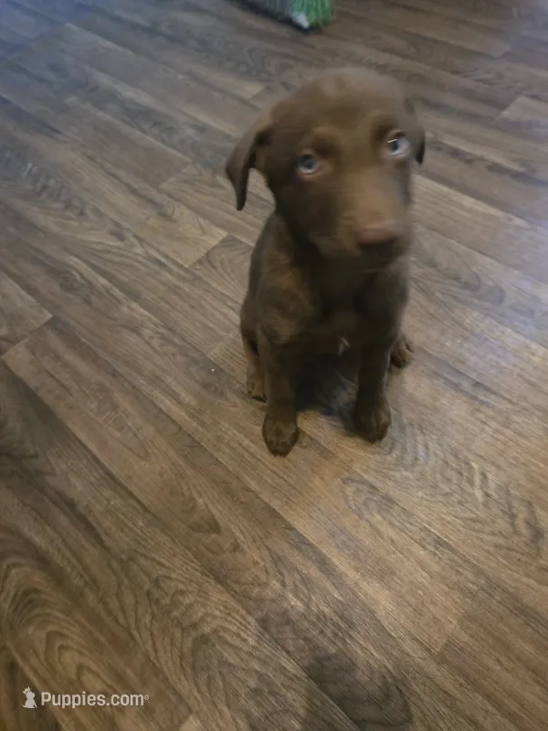 Mya – Siberian Husky, Labrador Retriever puppy for sale in Ankeny, IA