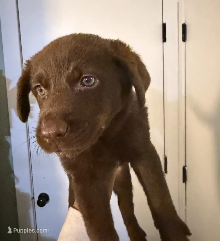 Lala – Siberian Husky, Labrador Retriever puppy for sale in Ankeny, IA
