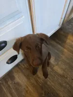 Lala, a female Siberian Husky and Labrador Retriever for sale in Ankeny, IA – 2 of 4