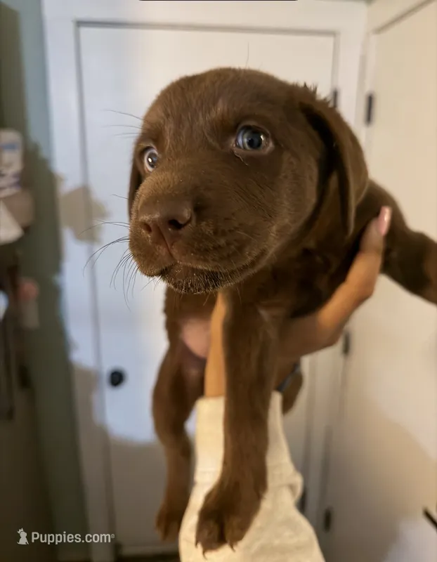 Lana – Siberian Husky, Labrador Retriever puppy for sale in Ankeny, IA