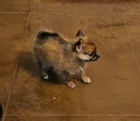 Sonny, a male Pomchi for sale in Salado, TX – 4 of 5
