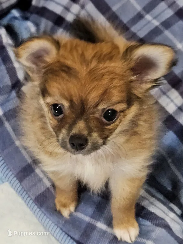 Sonny – Chihuahua, Pomeranian puppy for sale in Salado, TX