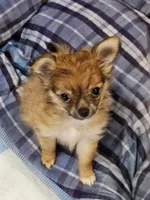 Sonny, a male Chihuahua and Pomeranian for sale in Salado, TX – 4 of 5
