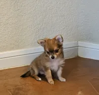 April, a female Chihuahua and Pomeranian for sale in Salado, TX – 2 of 5