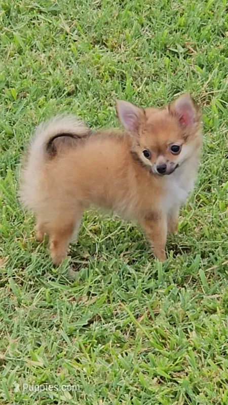 Sonny – Chihuahua, Pomeranian puppy for sale in Salado, TX