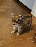 April, a female Chihuahua and Pomeranian for sale in Salado, TX – 5 of 5