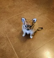 Sonny, a male Pomchi for sale in Salado, TX – 3 of 5