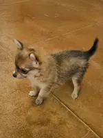 April, a female Chihuahua and Pomeranian for sale in Salado, TX – 4 of 5
