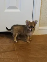 April, a female Pomchi for sale in Salado, TX – 5 of 5