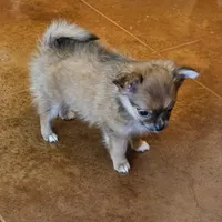 Sonny, a male Pomchi for sale in Salado, TX – 5 of 5