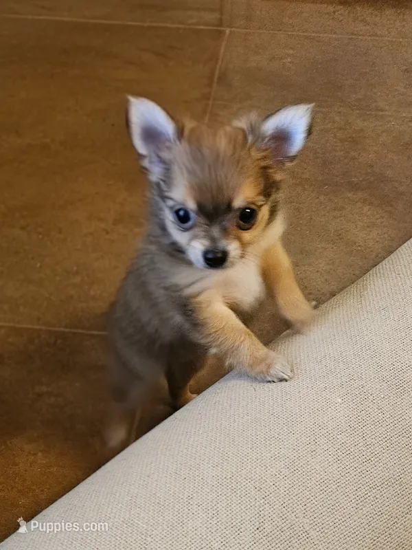 April – Pomchi puppy for sale in Salado, TX