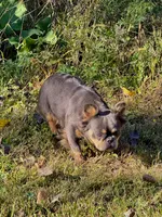 Ava, a female French Bulldog for sale in Elko New Market, MN – 4 of 4