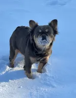 Ava, a female French Bulldog for sale in Elko New Market, MN – 2 of 4