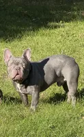 Rolly, a male French Bulldog for sale in Elko New Market, MN – 3 of 5