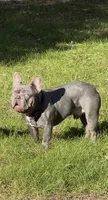 Rolly, a male French Bulldog for sale in Elko New Market, MN – 4 of 5