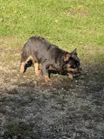 Ava, a female French Bulldog for sale in Elko New Market, MN – 3 of 4